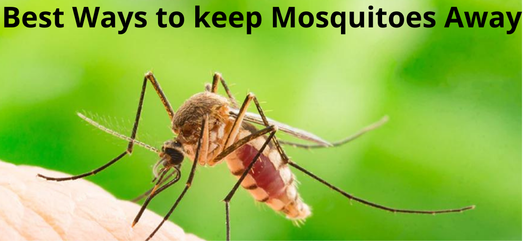 keep away from your home, get rid of mosquitoes, avoid mosquitoes
